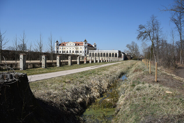 Nová výsadba topolů 